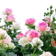 climbing-pink-roses-on-white-background-min-e1435353693208
